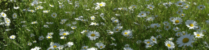 Green grass with daisies scattered everywhere