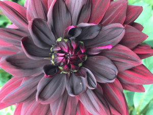 Flower with many petals in shades of mid to dark pink and a hint of green foliage behind