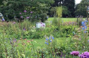Wild flowers in a big garden with an array of green trees in the background