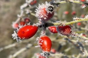 Close-up of bright red berries on a branch, covered with a layer of frost. The background is blurred, highlighting the icy details and vibrant colour of the berries.