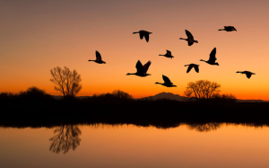 A flock of birds flies over a calm lake at sunset, with trees and mountains silhouetted against the orange and purple sky, and reflections on the water.